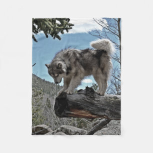 En alaskabo Malamute, som går förbi namn, Uzi Fleecefilt