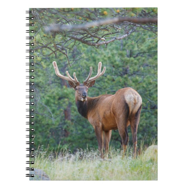 En älg som ser sig tillbaka | Klippiga bergen Anteckningsbok (Framsidan)