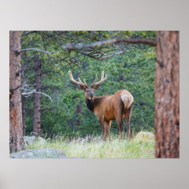 En älg som ser sig tillbaka | Klippiga bergen Poster (Framsidan)