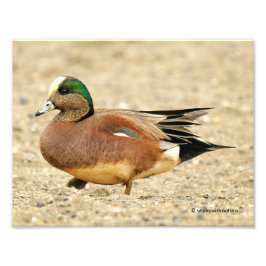 En amerikansk Wigeon på Beach Fototryck
