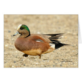 En amerikansk Wigeon på Beach Hälsningskort