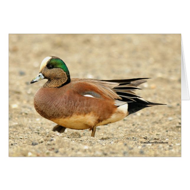 En amerikansk Wigeon på Beach Hälsningskort (Framsidan Horizontal)