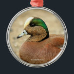 En amerikansk Wigeon på Beach Julgransprydnad Metall<br><div class="desc">Lägg till ett naturdrag i helgdagarna med denna vismliga, vilda ornament! Amerikanska Wigeons är en vanlig syn i Metro Vancouver från att ha fallit genom vår, men de försvinner för sommaren till svalare stränder. Med ytterligare 40 medlemmar av hans flock kunde jag se en stilig medbo som vandrade på den...</div>