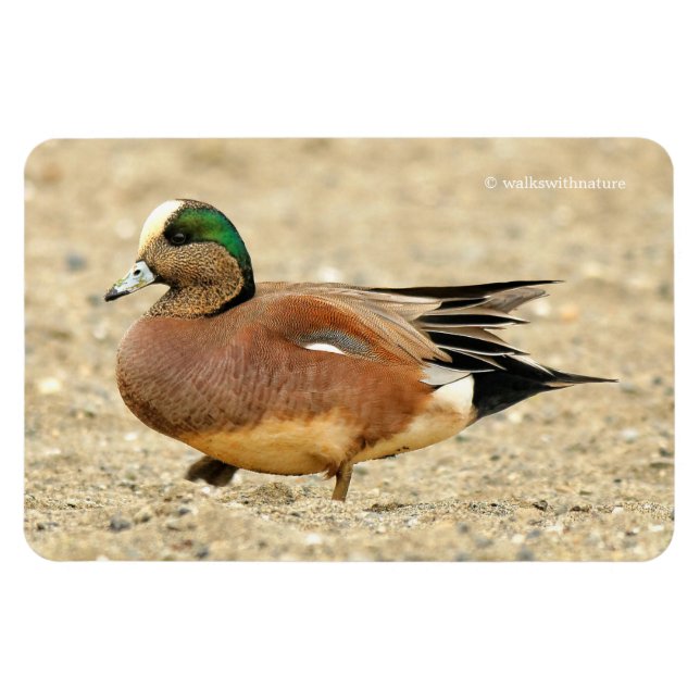 En amerikansk Wigeon på Beach Magnet (Horisontell)