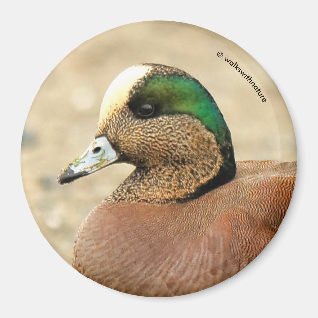 En amerikansk Wigeon på Beach Magnet (Framsidan)