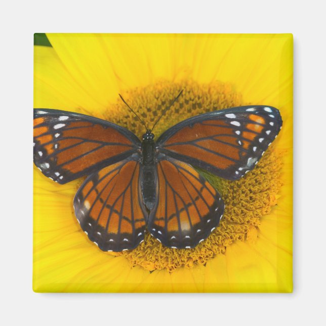 En amiral | Limenitis Archippus Magnet (Framsidan)