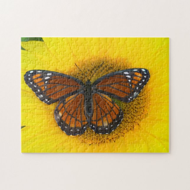 En amiral | Limenitis Archippus Pussel (Horisontell)
