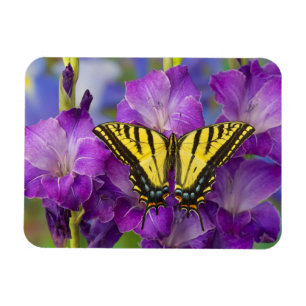 En amiral som sitter på lila gladioler magnet