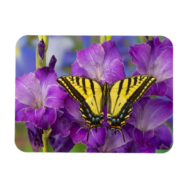 En amiral som sitter på lila gladioler magnet (Horisontell)