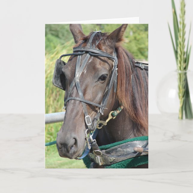 En Amish Horse vid Hitching Post Tillfällen Kort (Framsida)