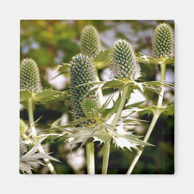 En annan Coola Plant Magnet (Framsidan)