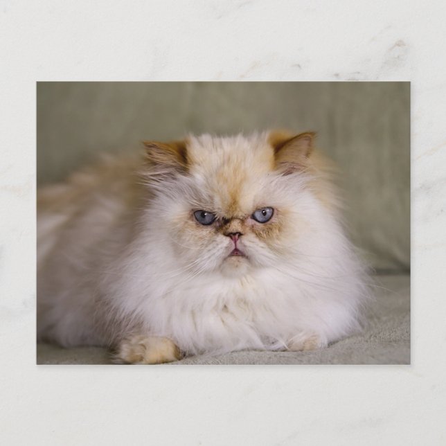 En arg, upprörd, regenererad Flame Point Himalayan Vykort (Framsida)
