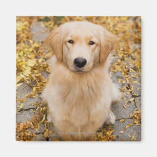 En årig guld- Retriever, porträtt Magnet