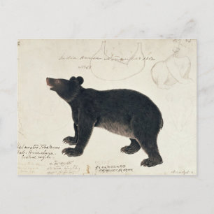 En asiatisk svartbjörn, "Ursus Tibetanus" Vykort