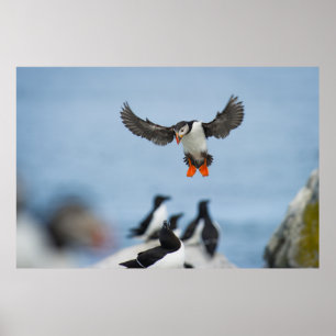 EN ATLANTISK PUFFIN KOMMER IN I LANDET MED VINGE POSTER