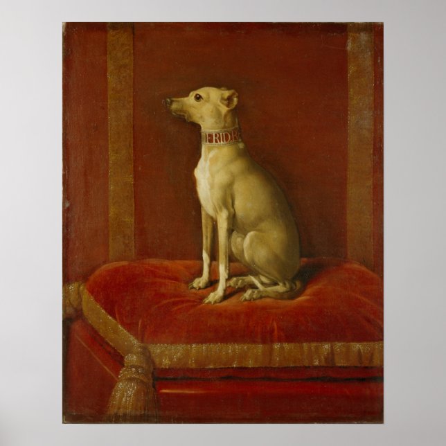 En av Frederick II:s italienska greyhound Poster (Framsidan)