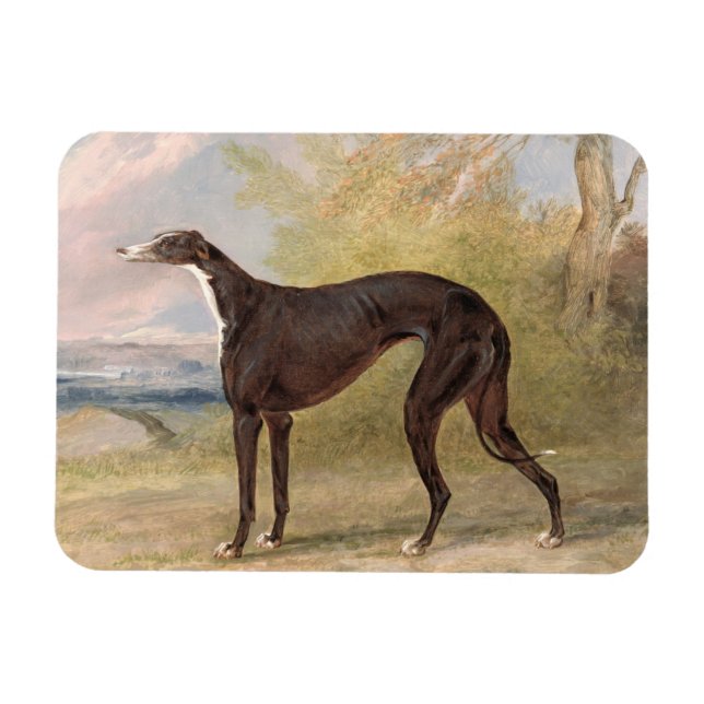 En av George Lane Fox' Winning Greyhounds: B Magnet (Horisontell)