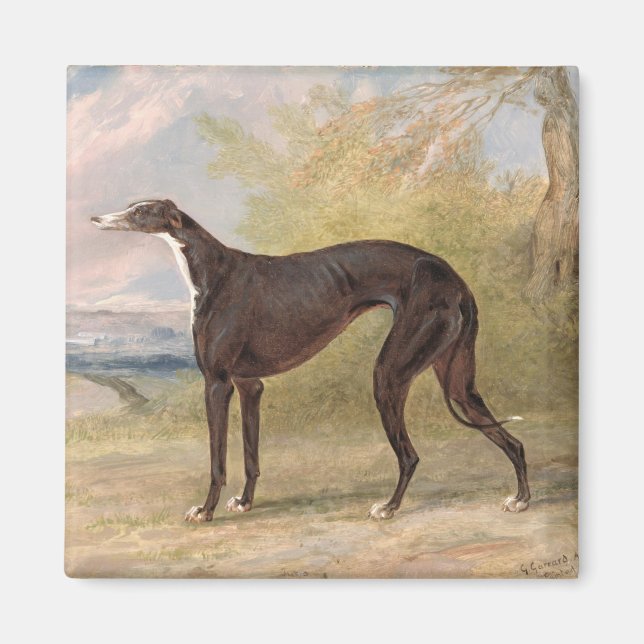 En av George Lane Fox' Winning Greyhounds: B Magnet (Framsidan)
