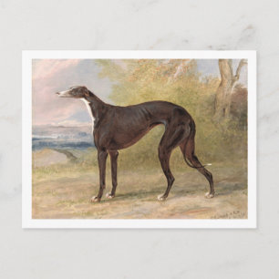 En av George Lane Fox' Winning Greyhounds: B Vykort