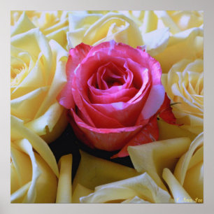 En av Kärlek, Unik skönhet Rosa ros Gult Poster