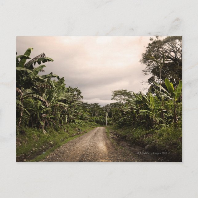 En avlägsen djungelväg vykort (Framsida)