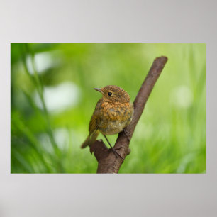 En Baby Robin Perched på Gren Poster
