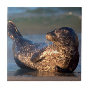 En baby-säl lyfter det är svan kakelplatta