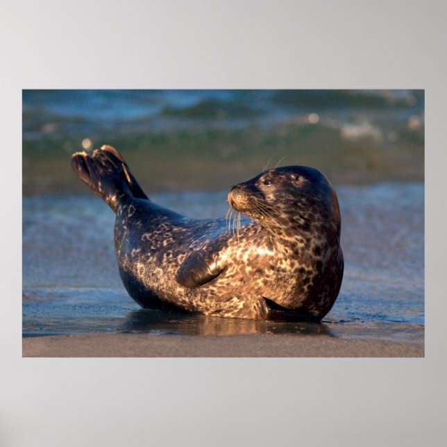 En baby-säl lyfter det är svan poster (Framsidan)