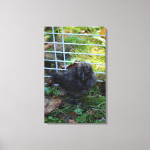 En baby Silkie