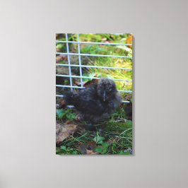 En baby Silkie Canvastryck