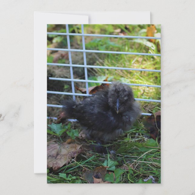 En baby Silkie Inbjudningar (Framsida)