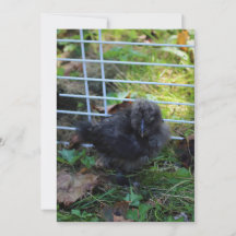 En baby Silkie