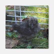 En baby Silkie