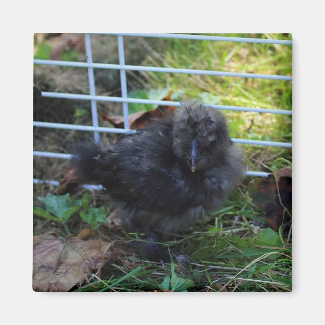 En baby Silkie Magnet (Framsidan)