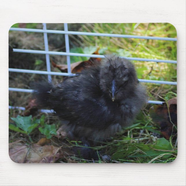 En baby Silkie Musmatta (Framsidan)