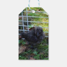 En baby Silkie