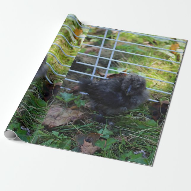 En baby Silkie Presentpapper (Utrullad)