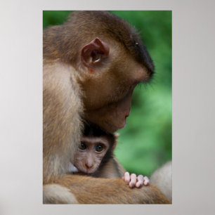 En babyMacaque och det är modern Poster