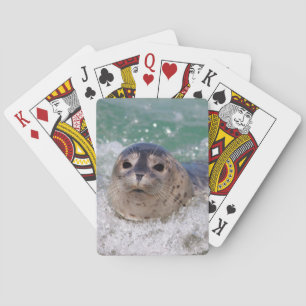 En babysäl som surfar casinokort