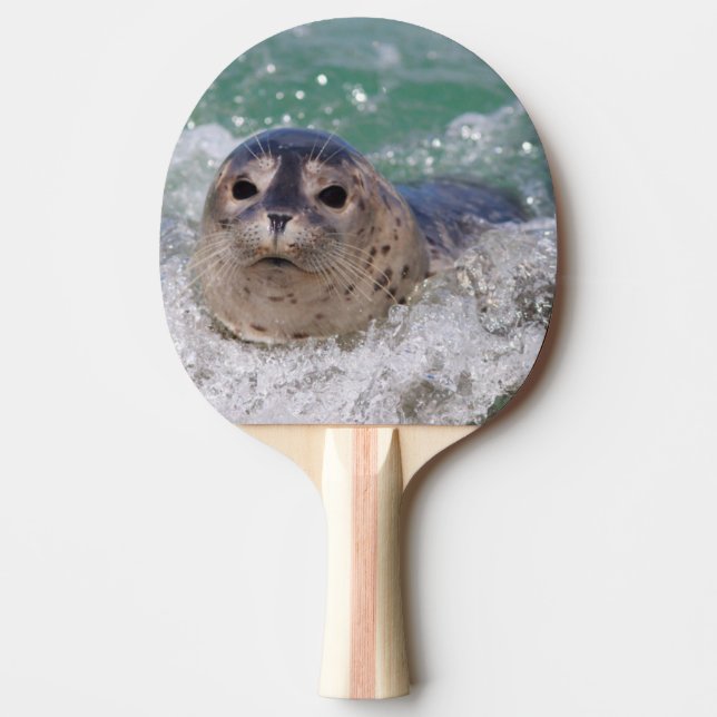 En babysäl som surfar pingisracket (Framsidan)