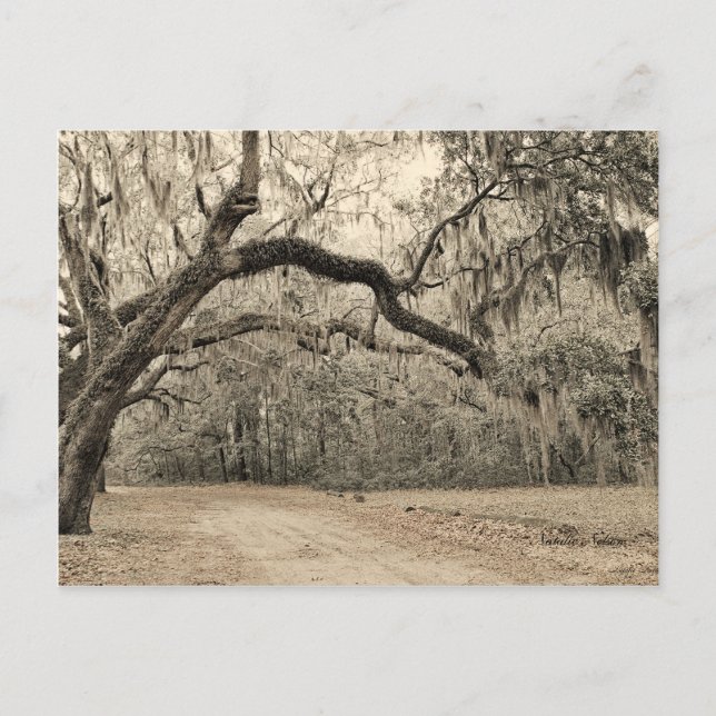 En båge med inläggskort vykort (Framsida)