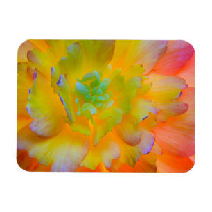 En bakgrundsbelyst, glödande begonias blomma magnet