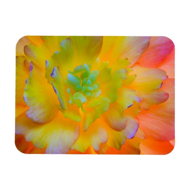 En bakgrundsbelyst, glödande begonias blomma magnet (Horisontell)