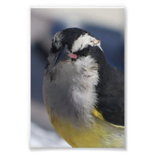 En Bananaquit ~ Ja, jag är det, och tittar på dig. Fototryck