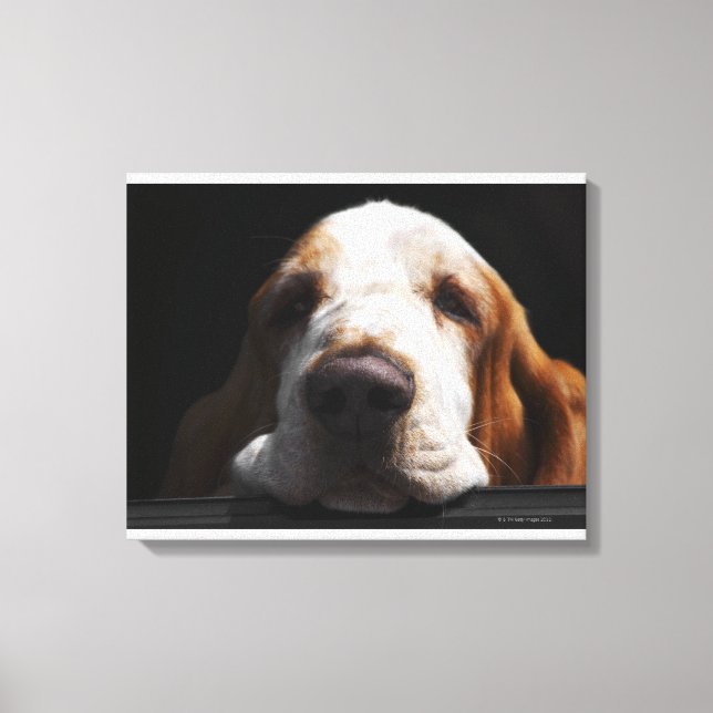 En Basset Hound vilade sitt huvud Canvastryck (Framsida)