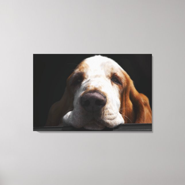 En Basset Hound vilade sitt huvud Canvastryck (Framsida)