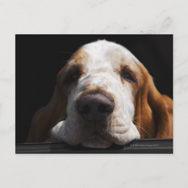 En Basset Hound vilade sitt huvud Vykort (Framsida)