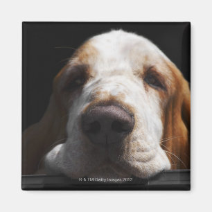 En Bassethund som vilar hans huvud Magnet