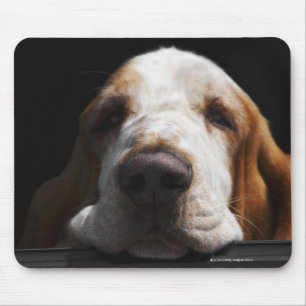 En Bassethund som vilar hans huvud Musmatta