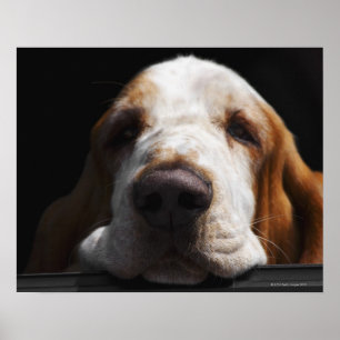 En Bassethund som vilar hans huvud Poster